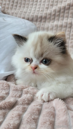 Wunderschöne Ragdoll-Kätzchen