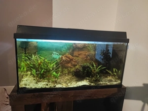 Aquarium mit viel Zubehör 