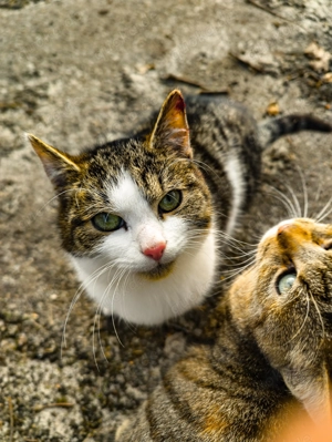 2 Hauskatzen (m w) abzugeben, bestes sozialisiert, Genpool auf Österreich erweitert