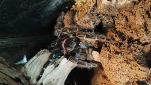 Lasiodora parahybana oder Brasilianische Riesenvogelspinne 