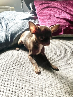 Kleiner Chihuahua Rüde kh in Chocolate-tan!
