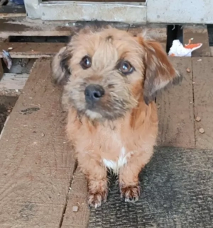 EDY - sucht sein Für-immer-Zuhause (wartet noch in Rumänien)