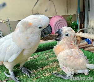 Molukkenkakadu-Babys (5 Monate alt)