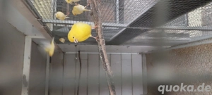 Kanarienvögel  abzugeben 