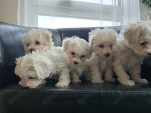 5 Bichon-Malteser Welpen suchen neues zuhause