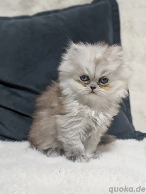  Reinrassige Perser-Babykatzen   weiß & hellbraun, stubenrein & verspielt