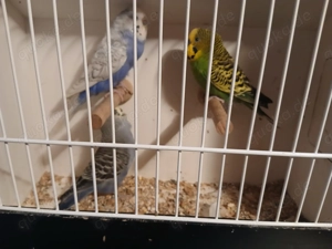 Wellensittiche  von 2025