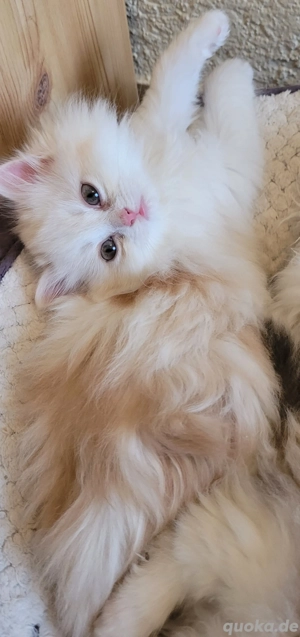 Wunderschönes Ragdoll-Mädchen sucht liebevolles Zuhause