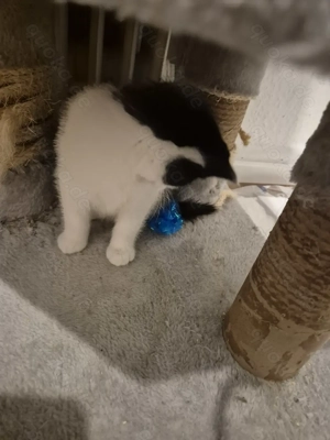 EKH Katzenbaby sucht liebevolle Hände Ein kleines Katzenmädchen sucht ein liebevolles Zuhause. Sie w