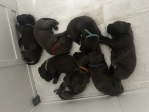 Cane corso Welpen Blue line verfügbar 