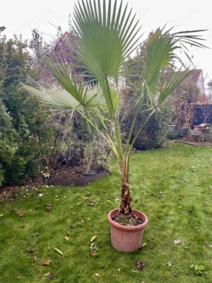 Washingtonia Palme ca. 2.20m hoch 