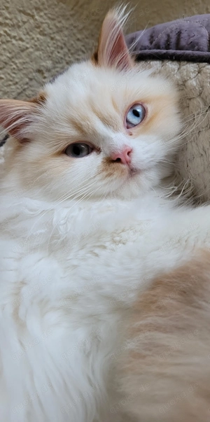 Süße Ragdoll-Katze, 5 Monate alt