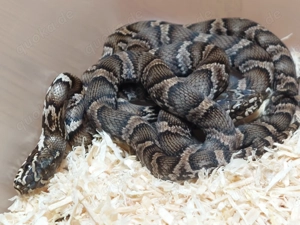 Elaphe schrenckii nz25 