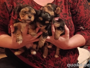 3 süße YourkiChihuahua Mix Welpen 