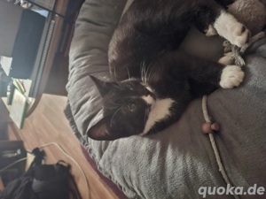 verschmuster maine coon mix 