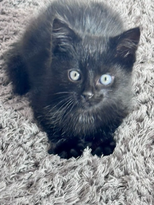 Süßes EKH-Katzenbaby (Weibchen) 