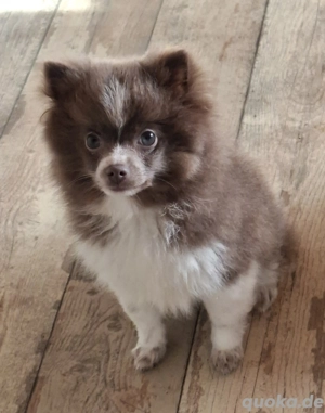 1 Pomchi Welpe sucht noch ein Zuhause 