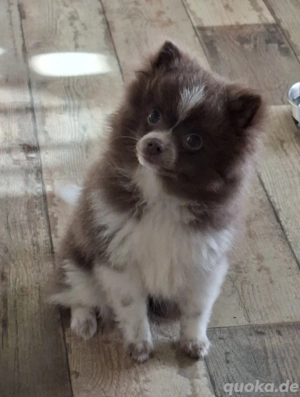 1 Pomchi Welpe sucht noch ein Zuhause 