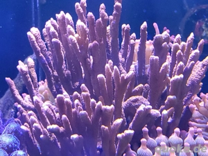 Korallen  Scheibenanemonen