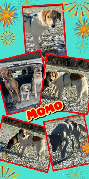 lieber, wunderschöner, menschenbezogener Rüde "Momo" sucht ein liebevolles Zuhause