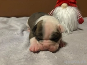 Pocket Bully x Continental Bulldog 