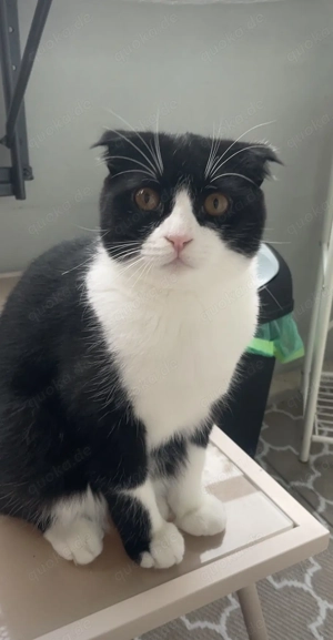 Zwei verspielte Kater abzugeben   nur gemeinsam   inkl. kompletter Ausstattung 