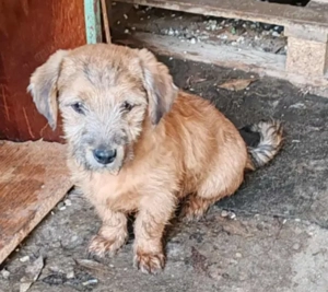 EDAN - ist bereit für sein Abenteuer (wartet in Rumänien)