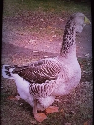 Toulouserdgänse Zuchtstamm