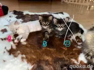 noch 2 seltene Japanese Bobtail Maine coon mix babys suchen ein zuhause 