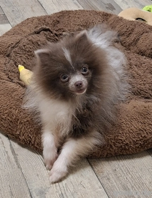 hübsches Pomeranien Mädchen  in lilac weiß 