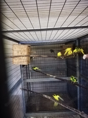 Junge Ziegensittiche in goldgelb, grün gelb Schecken, zimt Schecken von 2025. 