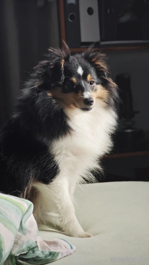 sheltiemädel, sehr klein sucht ein zuhause