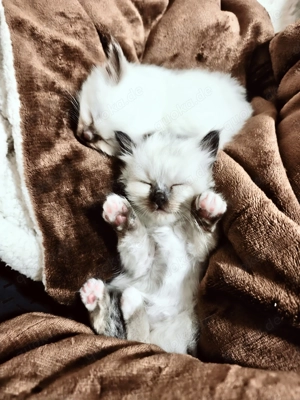 verschmuste Birma-Kätzchen 