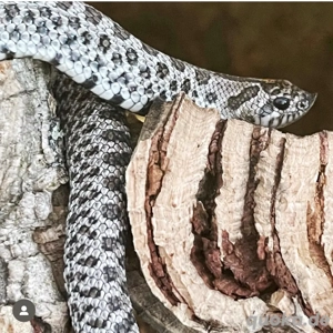 Hakennasennatter Hognose Superarctic inkl Exoterra