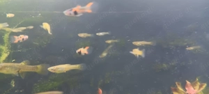 Endlers Guppy, Type Green Hornet Bild 2