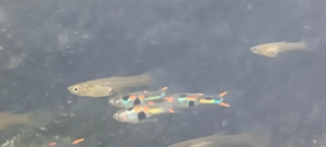 Endlers Guppies, Typ: Green Hornet