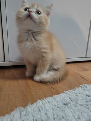 Kitten BKH mix babys