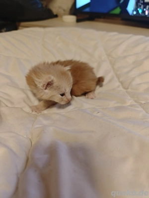 reinrassige mainecoon 