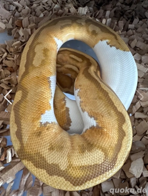 Ultramel Piebald poss. het. Hypo 0.2