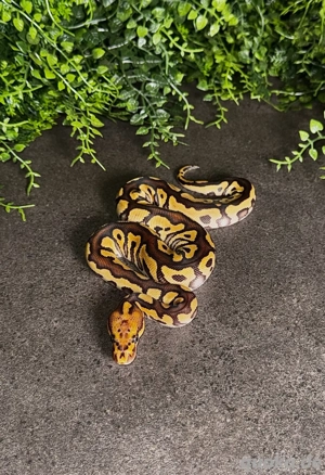 0.1 Mojave Spotnose Clown Königspython