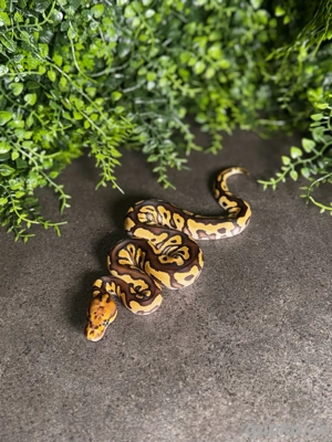 0.1 Mojave Spotnose Clown Königspython