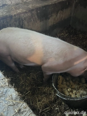 schlacht schwein 