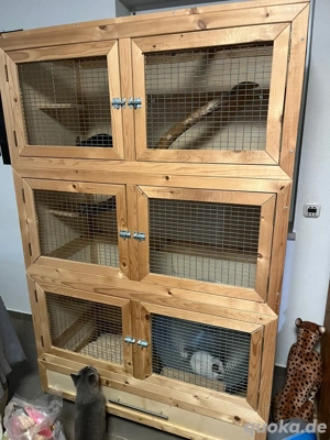 chinchilla Pärchen mit Zubehör abzugeben!