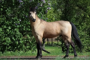 Welsh B Hengst Deckanzeige