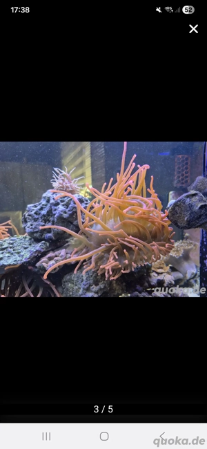 Anemone zu Verkaufen