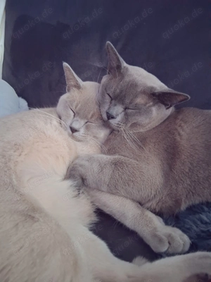 Burma Kater mit Stammbaum 