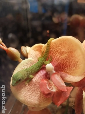 Juger Großer Madagaskar Taggecko abzugeben 