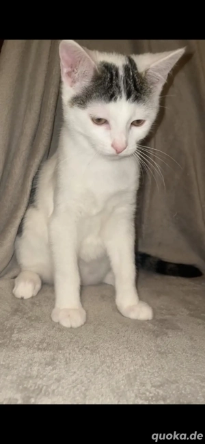 Europäisch Kurzhaar männlich