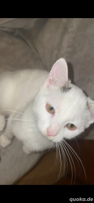 Europäisch Kurzhaar weiblich