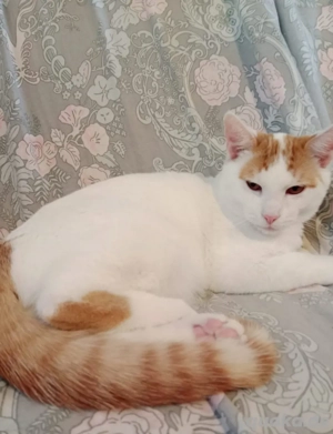 Larson ruhiges Kätzchen Sucht seine Familie Bild 2